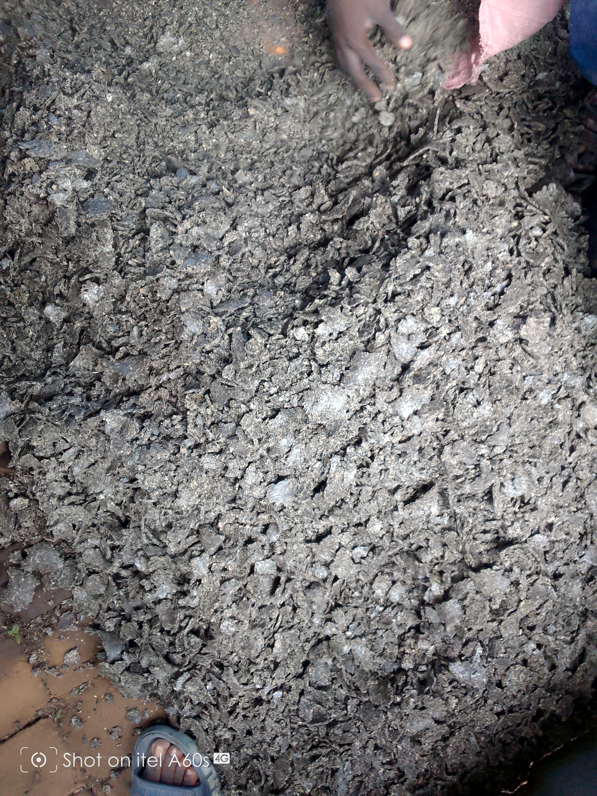 cotton meal